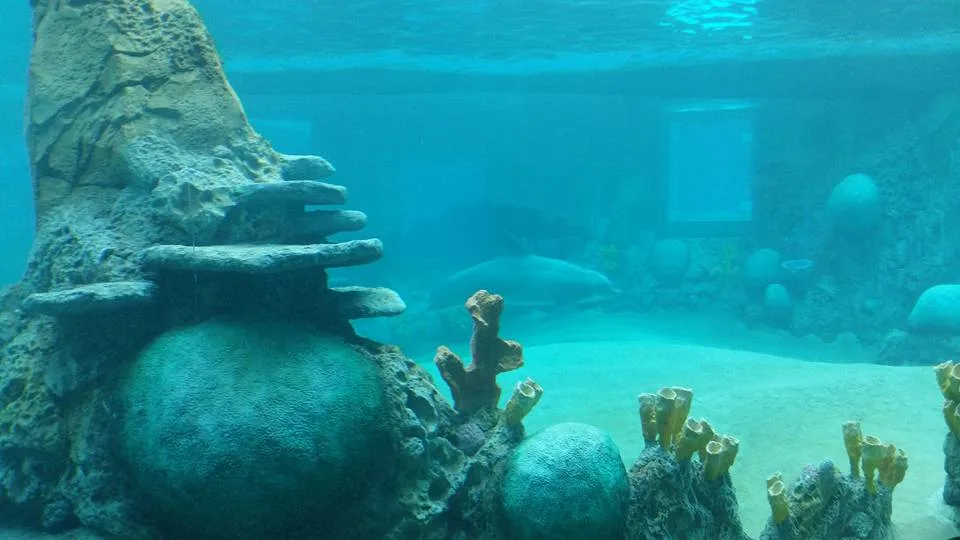 Picture