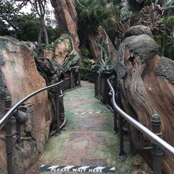 Disney's Animal Kingdom Re-Opening Pre-Opening Cast Member Preview