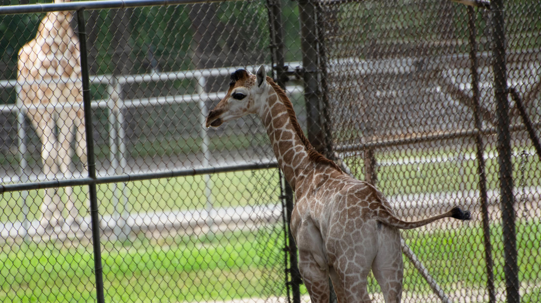 New Giraffe Calf Born at Wild Safari – Meet Coral