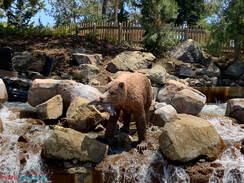 Calico River Rapids Media Night at Knott's Berry Farm