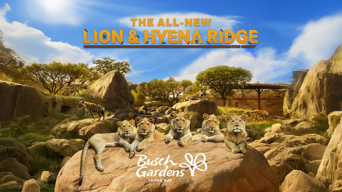 Busch Gardens Tampa Bay Unleashes Lion & Hyena Ridge – One of the World’s Most Immersive Animal Habitats Opening Spring 2026