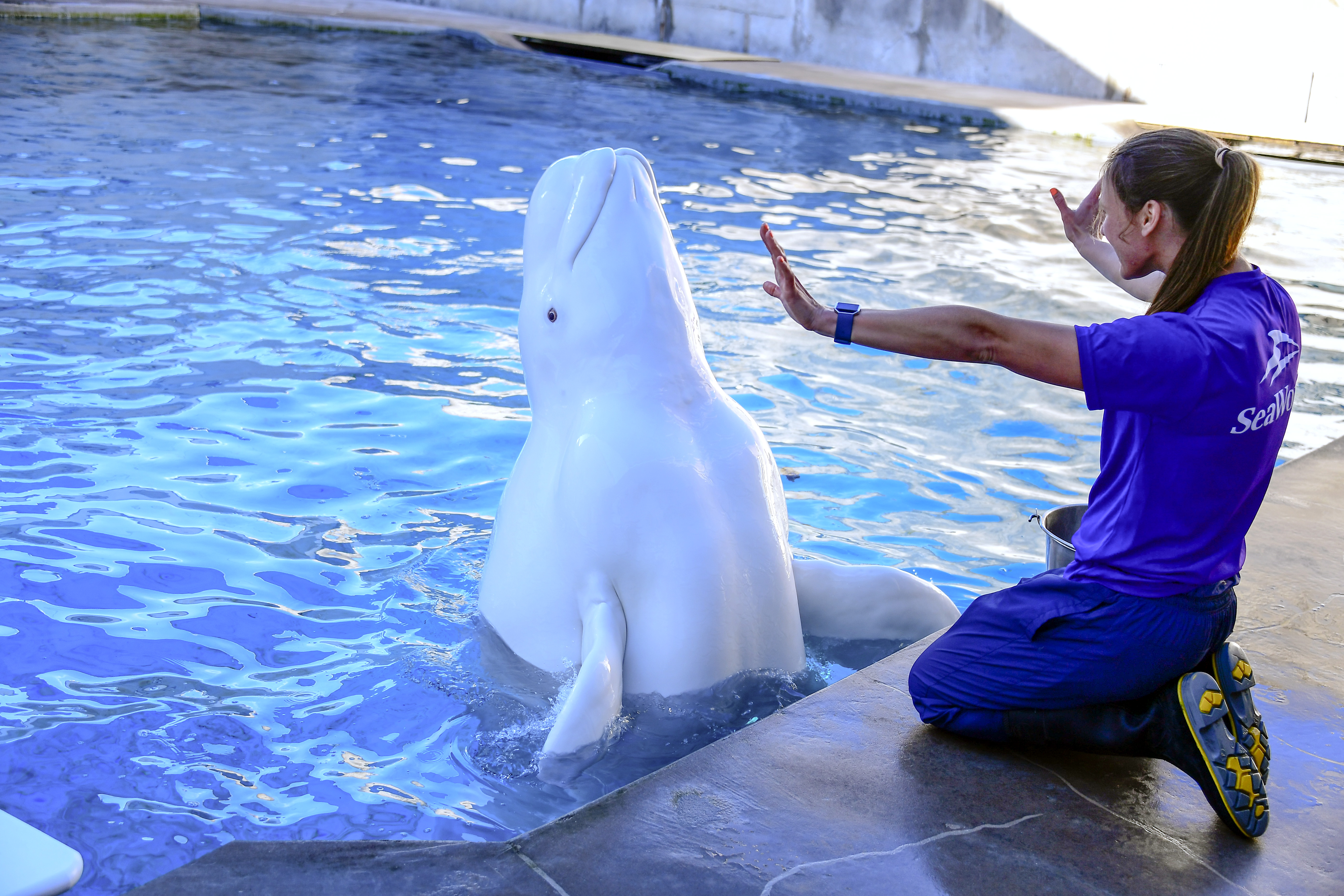 SeaWorld Orlando & Aquatica Renew Long-Standing Certification from American Humane Society for Animal Care, Welfare and Wellbeing