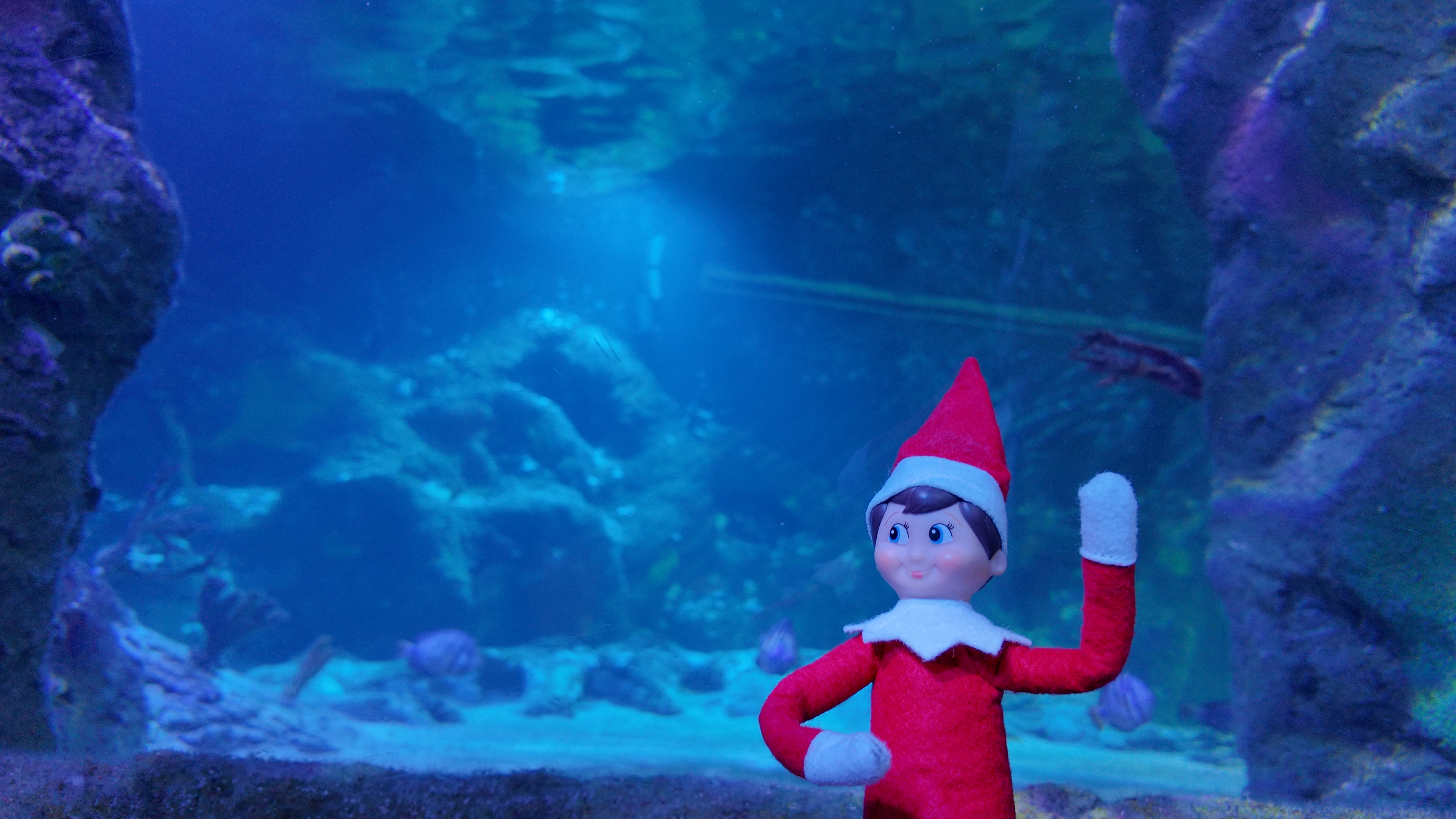 Help Save Christmas at SEA LIFE Aquarium with The Elf on the Shelf Sea Star Search!
