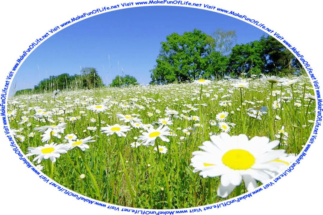 Picture of a field of white daisy flowers in full bloom, with leafy green trees in the distance, a clear blue sky above, and the words, ‘Visit www.MakeFunOfLife.net.’