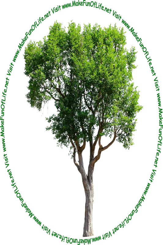 Picture of a skinny green leafy tree and the words, ‘Visit www.MakeFunOfLife.net.’