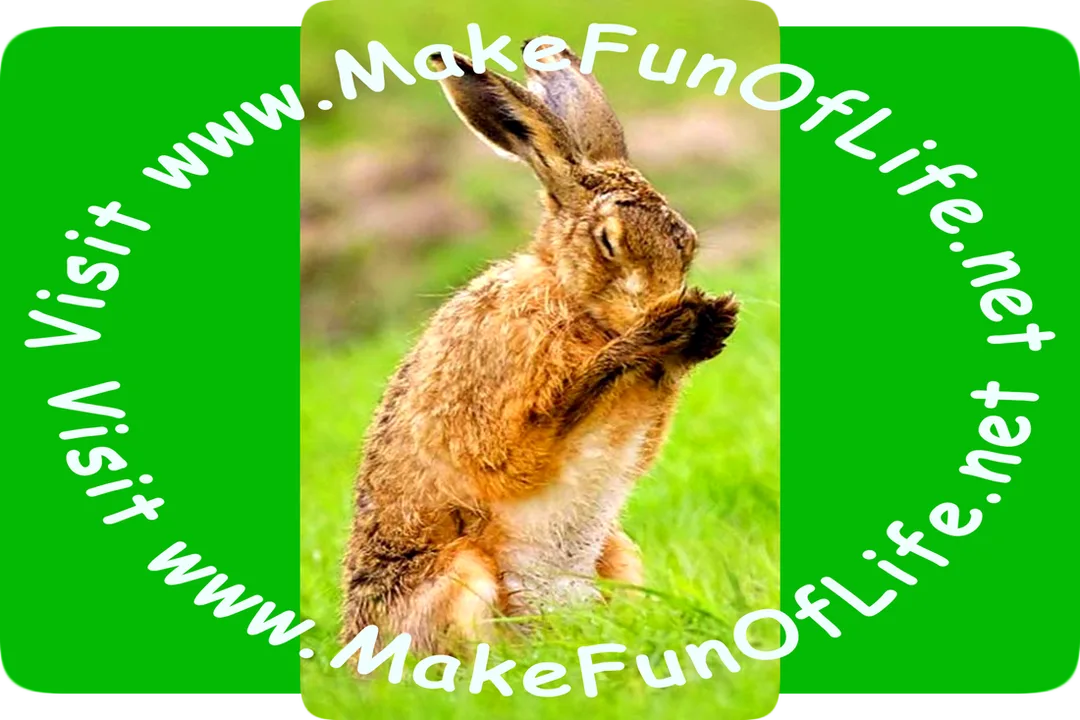 Picture of a hare sitting on its haunches, or back legs, with its eyes closed, head bowed, and front paws together as though praying.