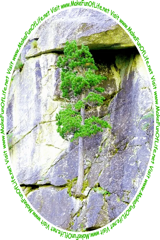 Picture of a tree growing on the side of a steep rocky cliff and the words, 'Visit www.MakeFunOfLife.net.'