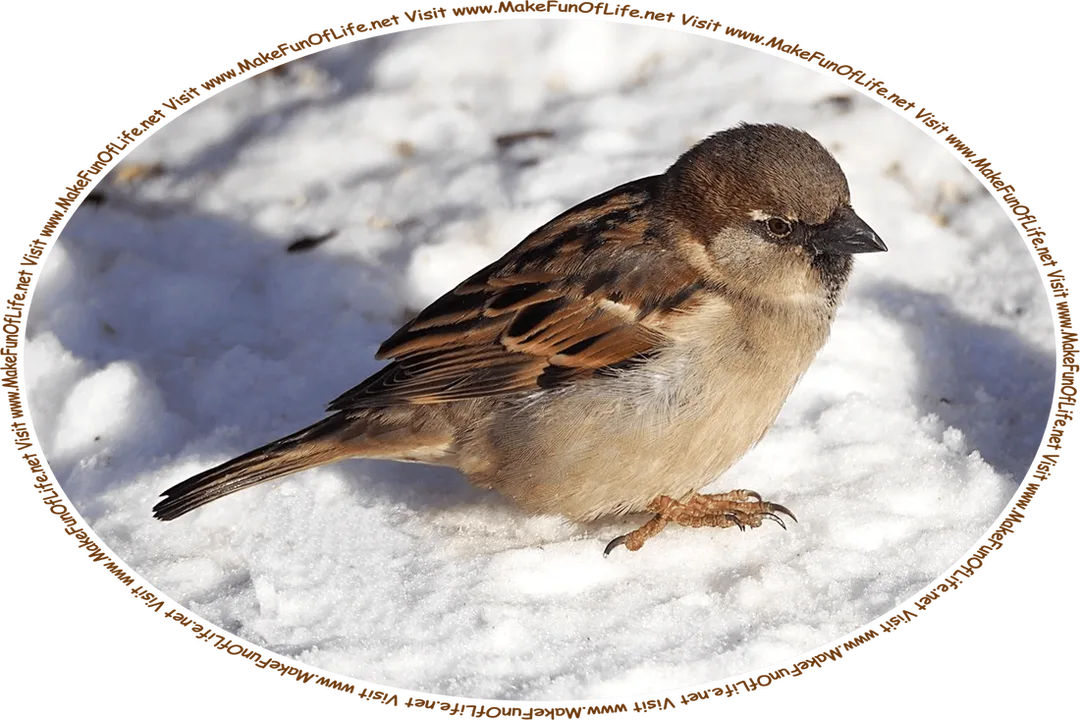 Picture of a small bird called a sparrow, standing outside atop fallen snow on the ground on a cold Winter day, and the words, ‘Visit www.MakeFunOfLife.net.’
