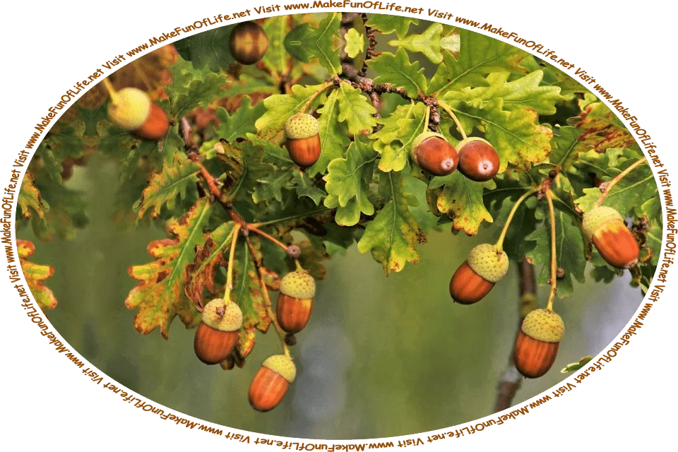 Picture of ten acorns hanging from a branch of an oak tree, and the words, ‘Visit www.MakeFunOfLife.net.’