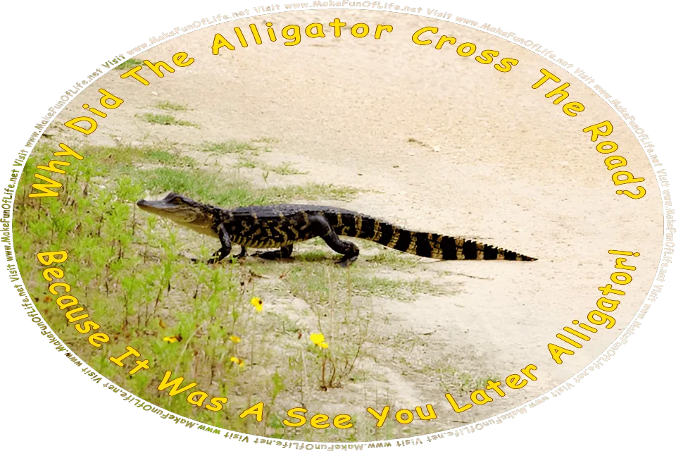 Picture of an alligator walking across a gravel road, toward flowering plants with green leaves and yellow blossoms along the edge of the road, and the words, Why Did The Alligator Cross The Road? Because It Was A See You Later Alligator! Visit www.MakeFunOfLife.net.
