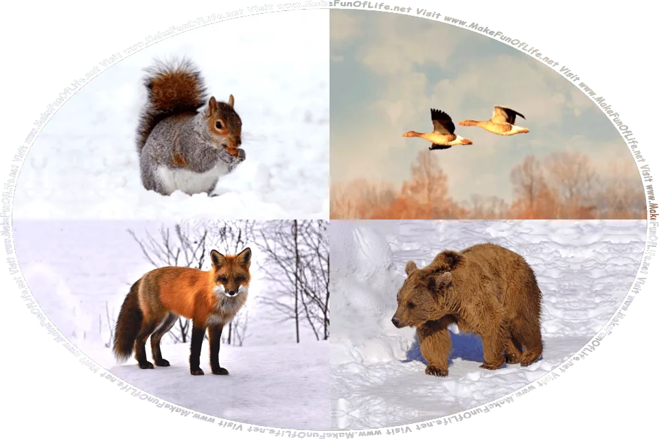 Wintertime picture of a squirrel standing in the snow and chewing on a nut, a pair of wild geese flying in the sky above the barren trees, a fox standing in the snow in a woodland of leafless trees, a large brown bear walking across a snow-covered field, and the words, Visit www.MakeFunOfLife.net.