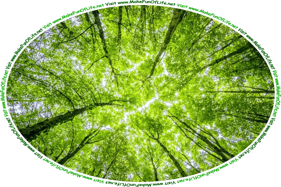Picture from below of the branches of trees in a woods, with a tiny bit of clear blue sky showing between the close-together bright green leaves of the tree canopy, and the words, ‘Visit www.MakeFunOfLife.net.’