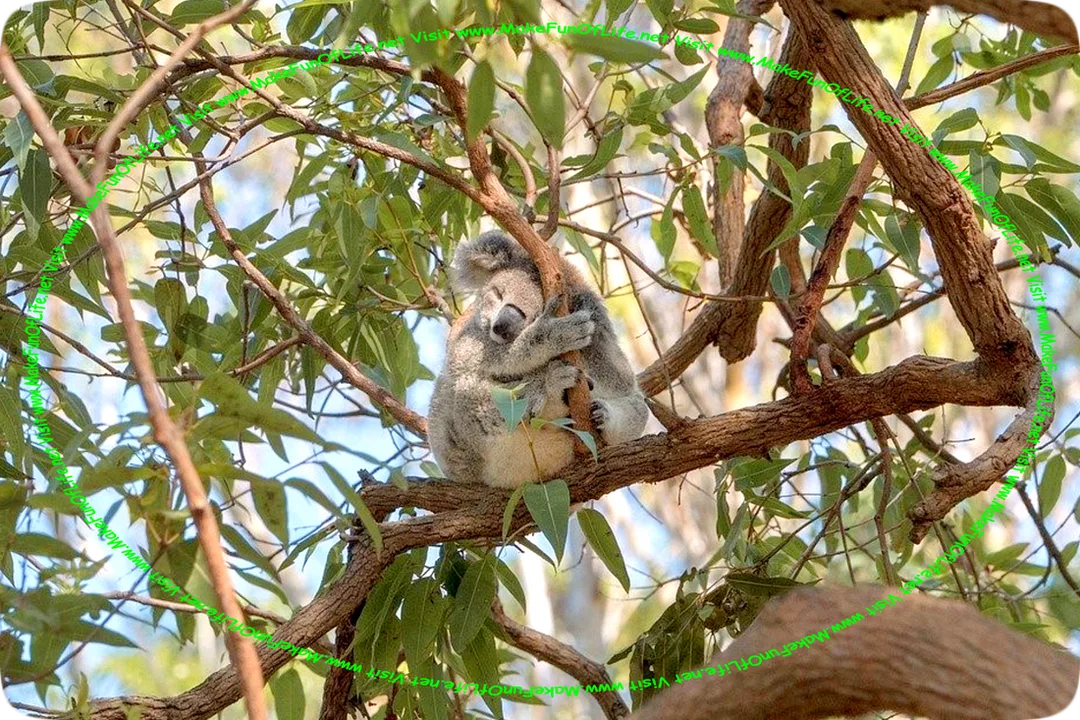 Picture of a sleeping koala bear, sitting on a main branch in a green leafy tree, with its four paws wrapped around smaller tree branches to prevent it from falling out of the tree.
