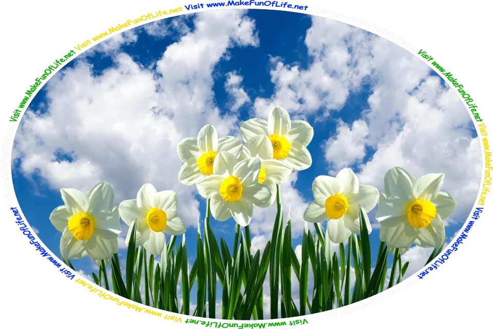 Picture of daffodil flowers with long thin green leaves and yellow and white blossoms, under a blue sky with fluffy white clouds, and the words, ‘Visit www.MakeFunOfLife.net.’