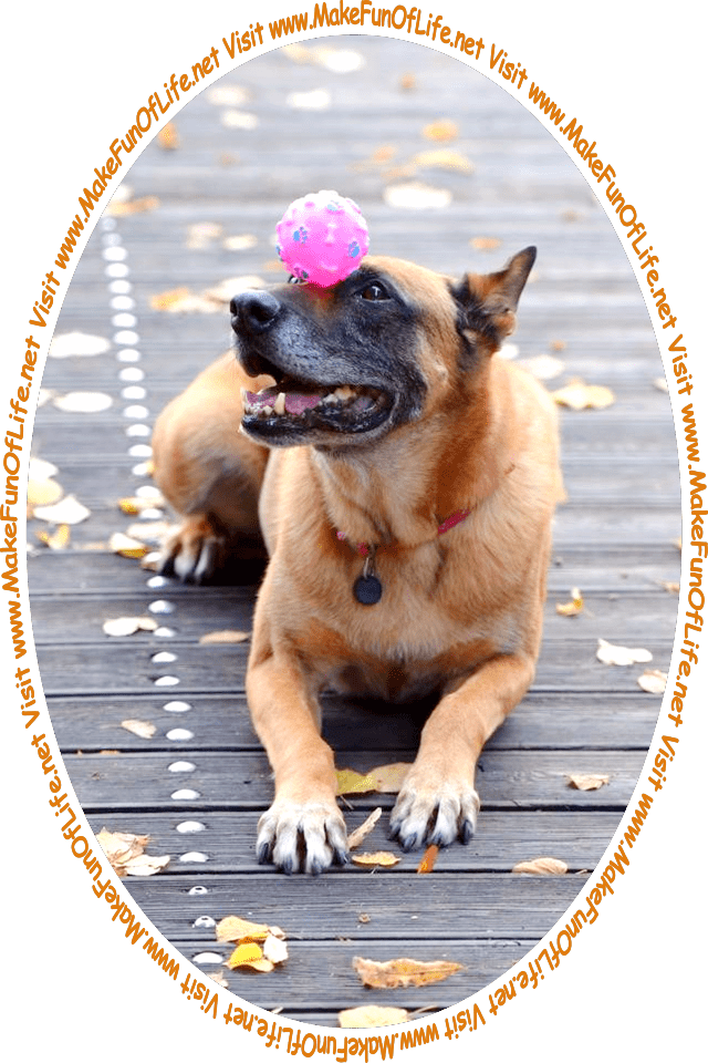 Picture of a dog balancing a pink and purple ball on its snout, and the words, 'Visit www.MakeFunOfLife.net.'