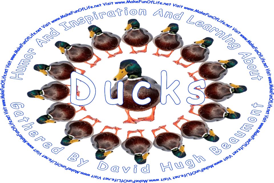 Picture of several mallard ducks standing in a circle, with one mallard duck standing in the middle, and the words, ‘Ducks Gathered By David Hugh Beaumont - Visit www.MakeFunOfLife.net.’