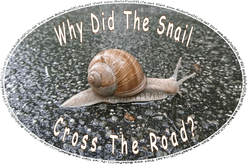 Picture of a snail crossing a wet asphalt road, and the words, Why did the snail cross the road? Visit www.MakeFunOfLife.net.