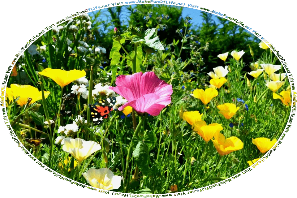 Picture of flowering plants with long thin dark green leaves and blossoms in white, yellow, and pink, a black-orange-white-yellow butterfly, and the words, Visit www.MakeFunOfLife.net.