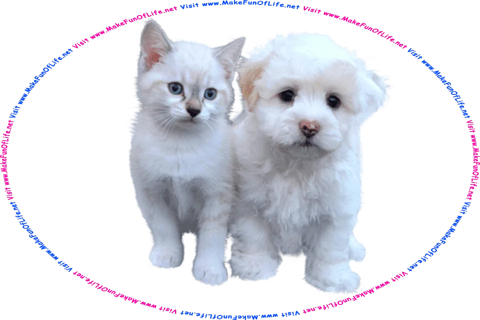 Picture of a puppy and a kitten, and the words, Visit www.MakeFunOfLife.net.