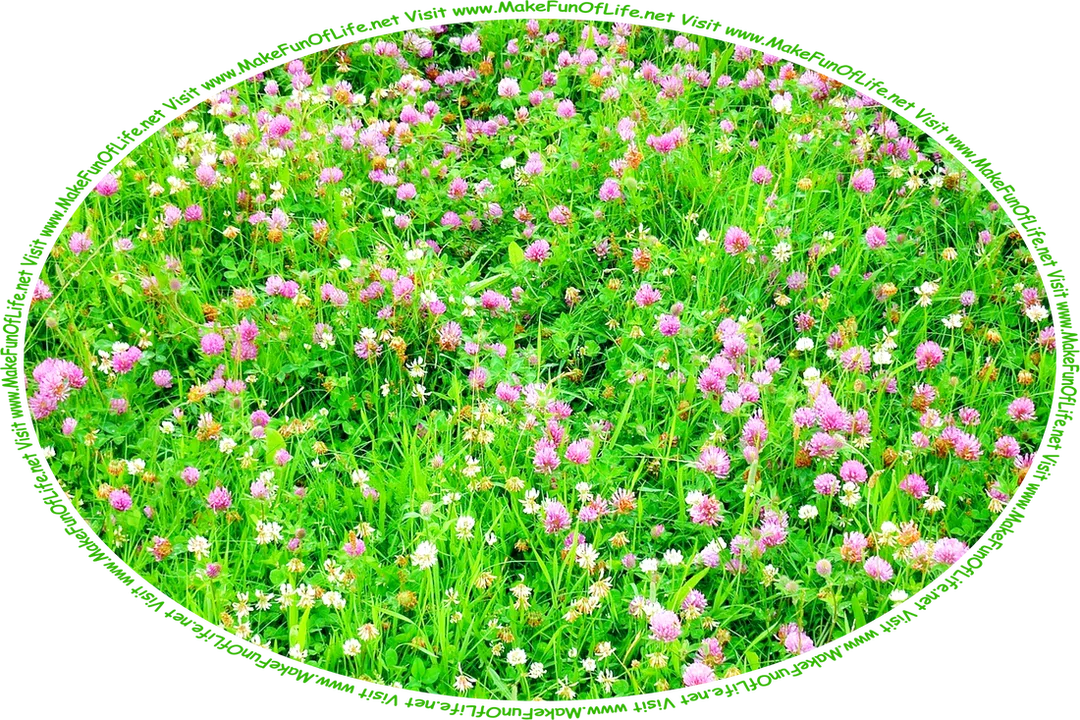 Picture of a field of mixed white clover and red clover and blades of green grass, and the words, ‘Visit www.MakeFunOfLife.net.’