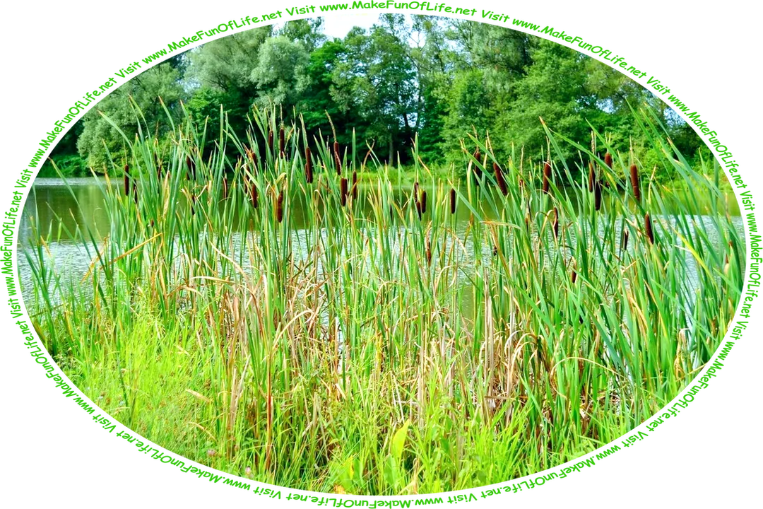 Picture of a lake, with cattails, tall grasses, and other green vegetation growing on one side, green leafy trees growing on the other side, and the words, ‘Visit www.MakeFunOfLife.net.’