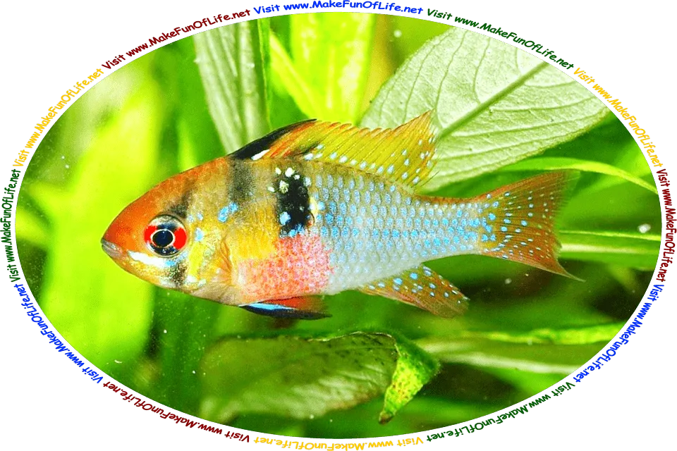 Underwater picture of a blue, red, black, and golden yellow Cichlid, a popular type of aquarium fish, swimming past green leafy aquatic plants, and the words, ‘Visit www.MakeFunOfLife.net.’