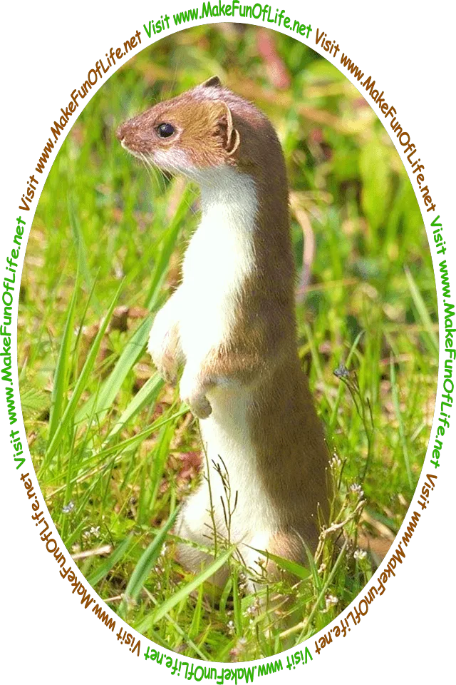 Picture of a weasel with tan and white fur standing up on its hind legs in a green grassy area, and the words, ‘Visit www.MakeFunOfLife.net.’