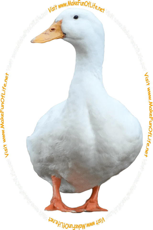 Picture of a duck with white feathers, orange feet, and an orange beak, and the words, ‘Visit www.MakeFunOfLife.net.’