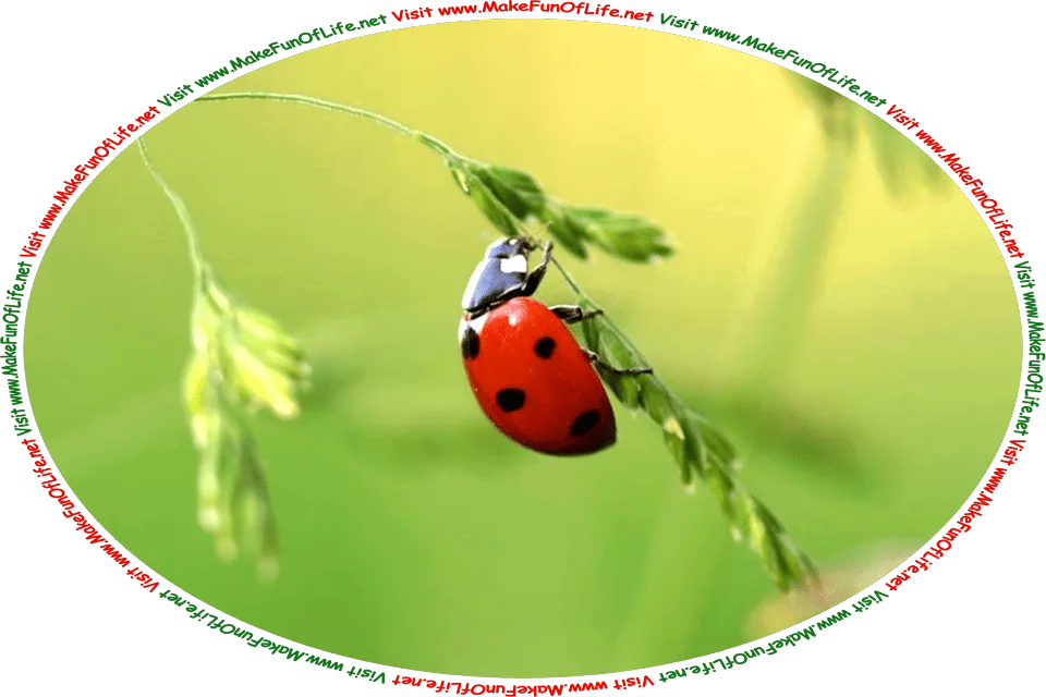 Picture of a ladybug, a type of beetle with black polka dots on its dark red wings, climbing a plant, and the words, ‘Visit www.MakeFunOfLife.net.’