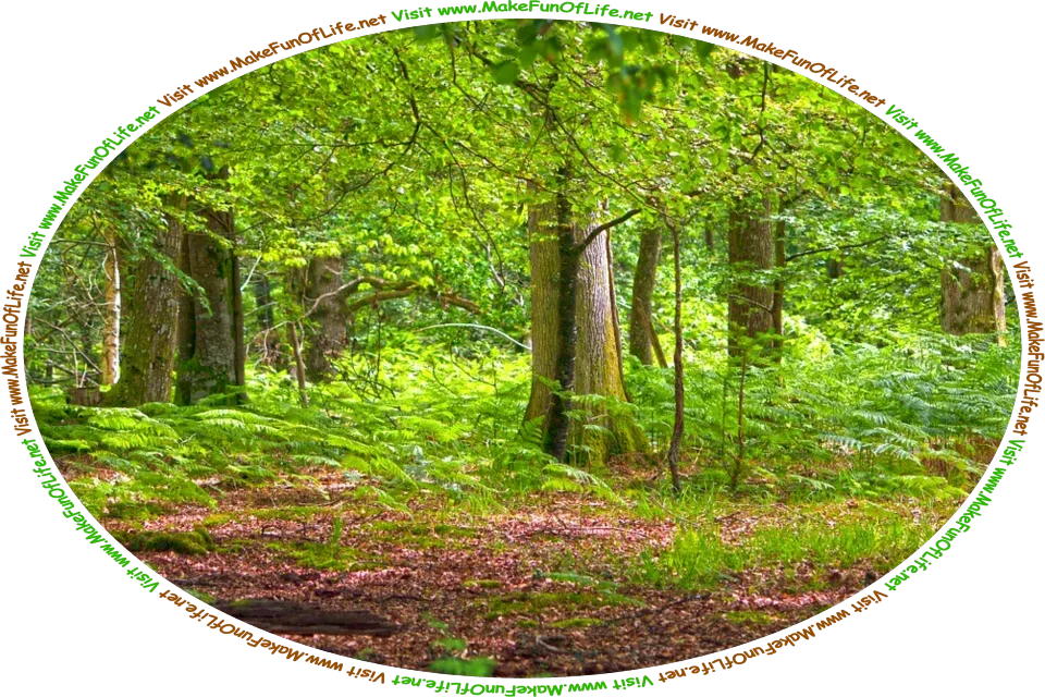 Picture of a woods of green leafy trees, with green leafy ferns growing beneath them, and the words, ‘Visit www.MakeFunOfLife.net.’