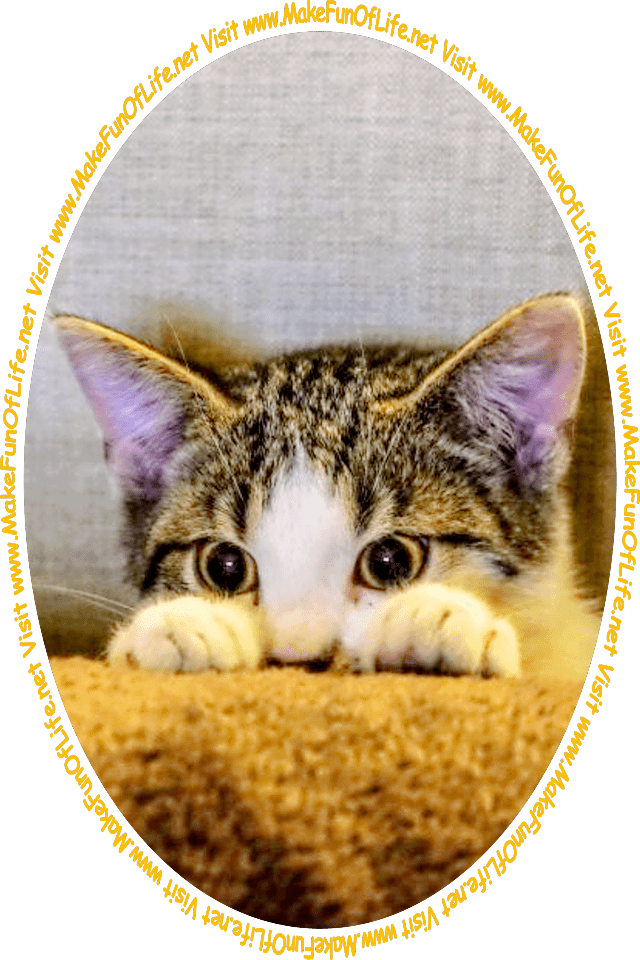 Picture of a kitten peering over a roll of carpet at the words and pictures on the website, and the words, 'Visit www.MakeFunOfLife.net.'