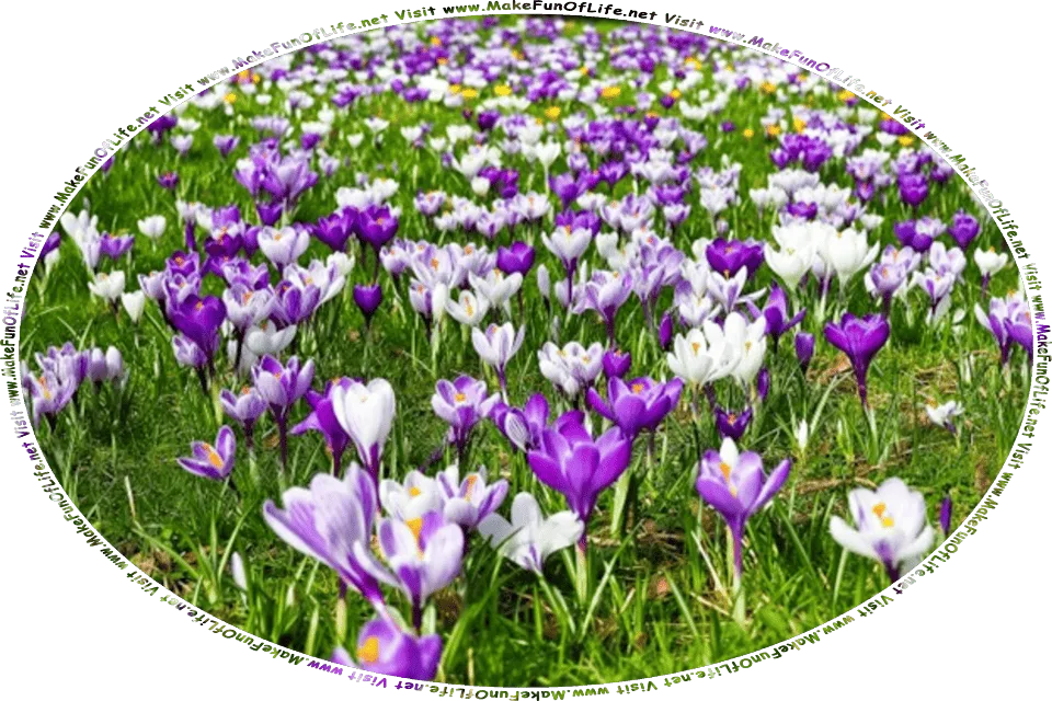 Picture of a mountain meadow in springtime filled with crocuses in full bloom, and the words, Humor And Inspiration And Learning About Spring Thaw Gathered By David Hugh Beaumont - Visit www.MakeFunOfLife.net.