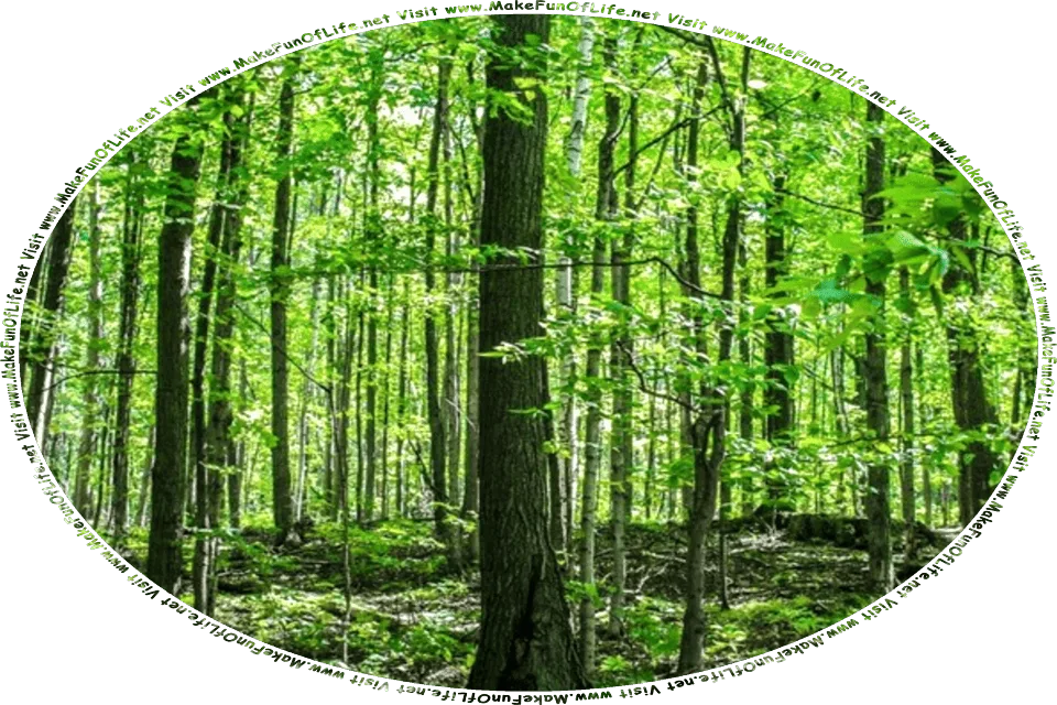 Picture of a forest thick with tall green leafy trees, and the words, Visit www.MakeFunOfLife.net.