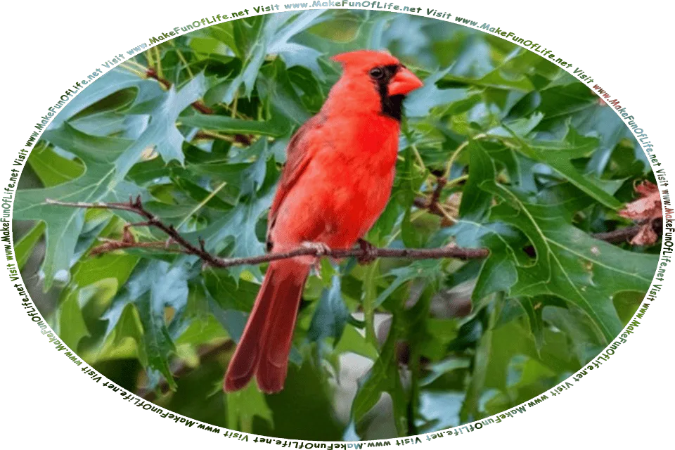 Picture of a male Cardinal, a bird with bright red plumage, or feathers, perched on a branch of a leafy green tree, and the words, Visit www.MakeFunOfLife.net.