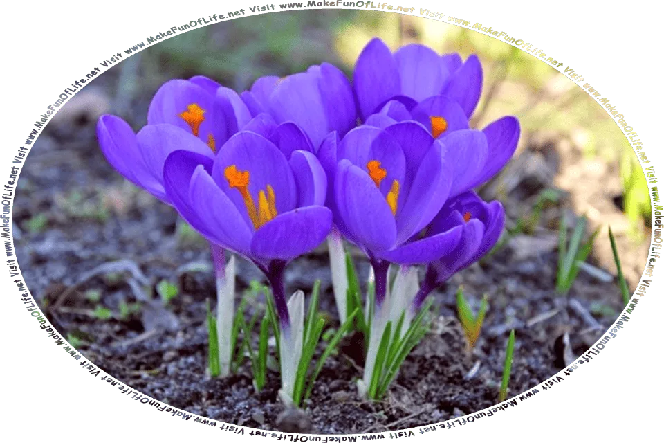 Picture of a cluster of flowering plants called crocuses, with purple blossoms, and the words, Visit www.MakeFunOfLife.net.