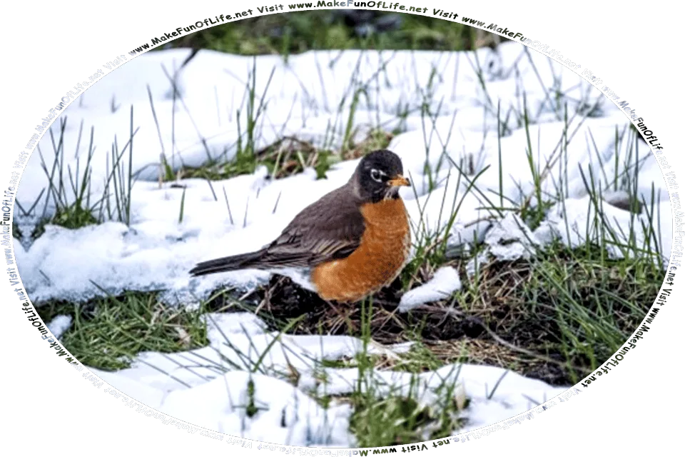 Picture of a North American Robin standing in a yard that has green grass partially covered by patches of snow, and the words, Visit www.MakeFunOfLife.net.