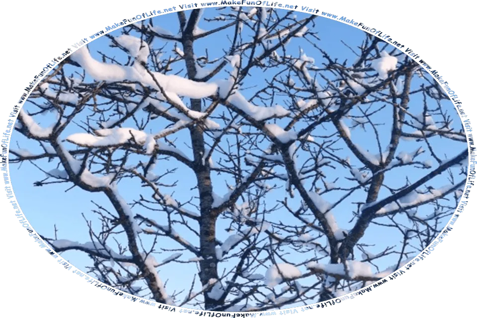 Wintertime picture of a bare leafless tree with snow clinging to its branches, a clear blue sky above, and the words, Visit www.MakeFunOfLife.net.