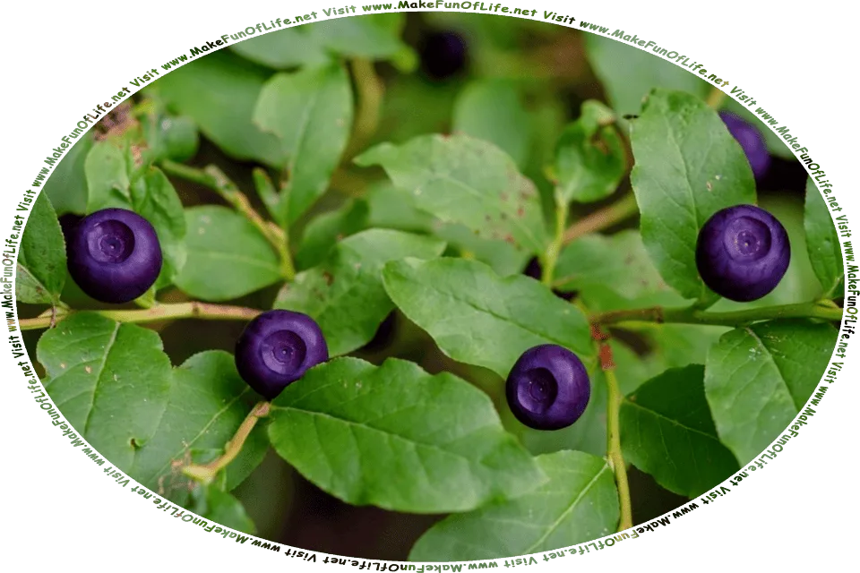 Picture of dark blue Huckleberries on a dark green leafy Huckleberry Bush, and the words Visit www.MakeFunOfLife.net.