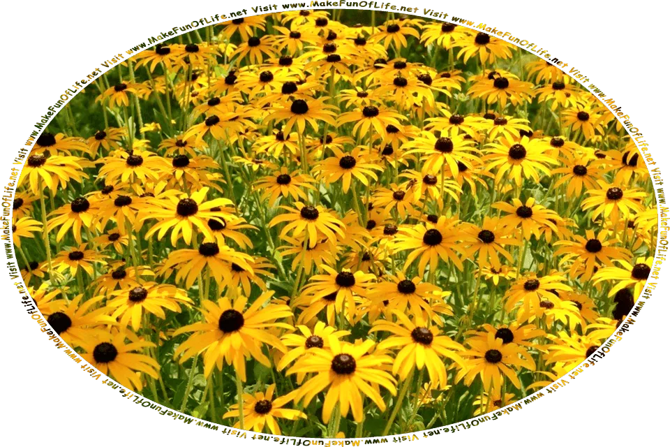 Picture of a field of Brown-Eyed Susans flowering plants with long, pointed dark yellow petals and brown centers, and the words, Visit www.MakeFunOfLife.net.