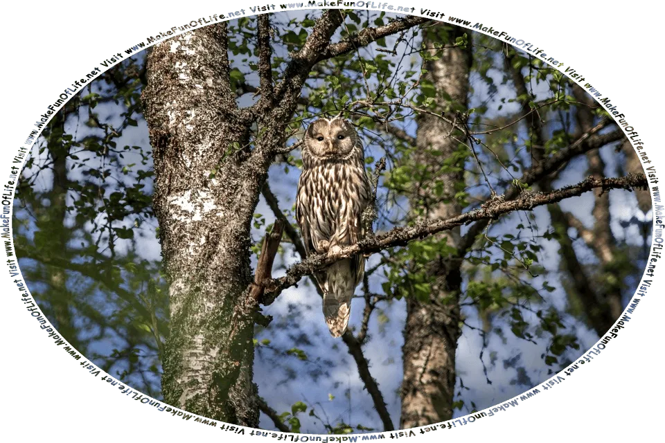 Picture of an owl perched on a branch of a tree, under a darkening cloudy sky, and the words, Visit www.MakeFunOfLife.net.
