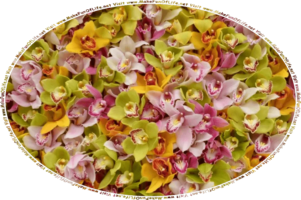 Picture of orchids flowers, and the words, Visit www.MakeFunOfLife.net.