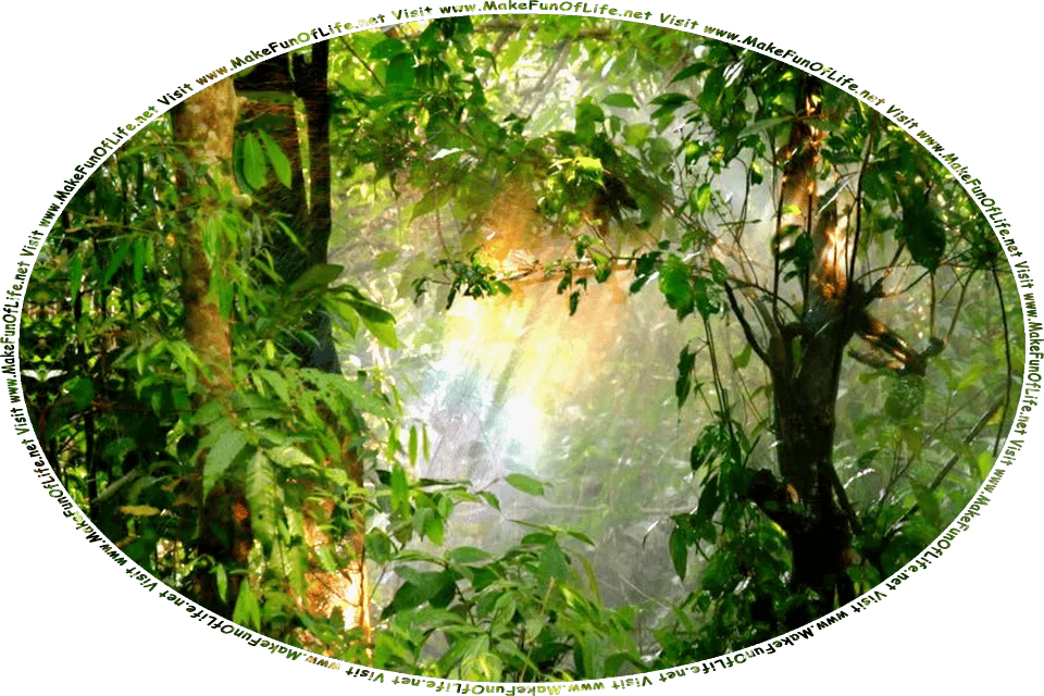 Picture of a sunbeam shining deep within the lush greenery of a forest, with the sunbeam’s colors refracted naturally like a rainbow, and the words, Visit www.MakeFunOfLife.net.