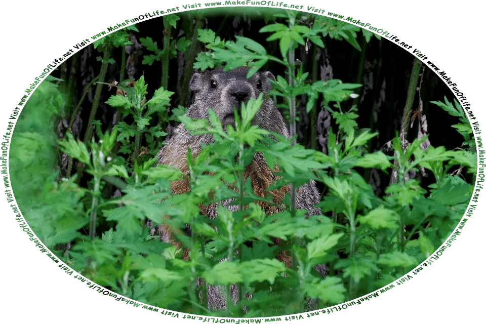 Picture of a groundhog peering through a bunch of green leafy plants that is partly concealing it, and the words, Visit www.MakeFunOfLife.net.
