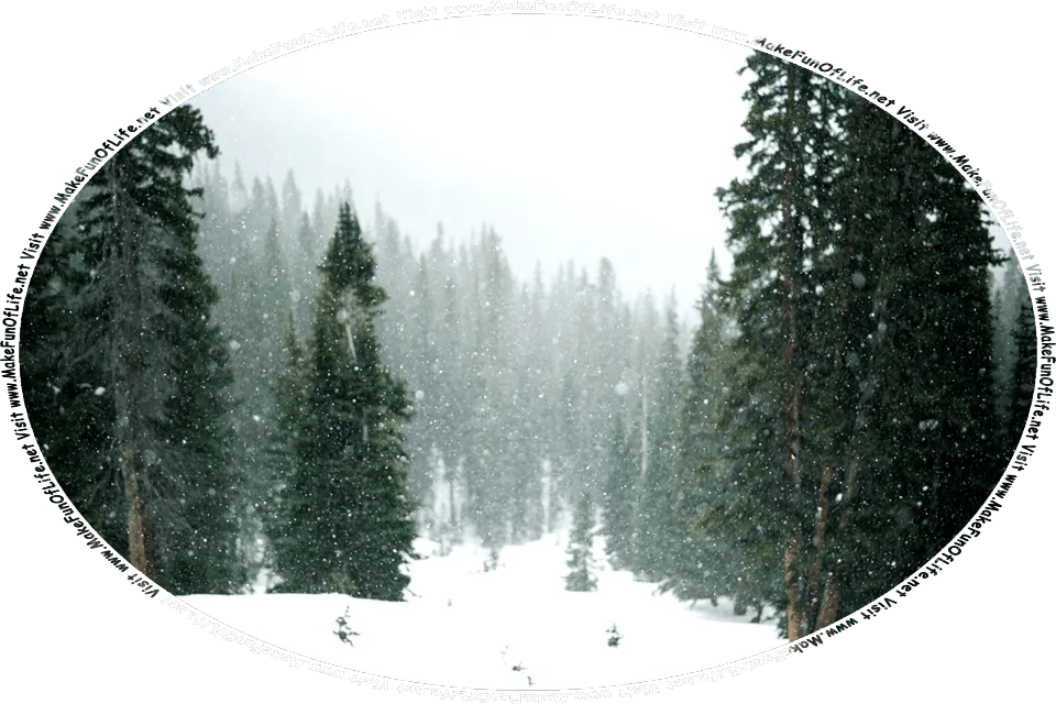 Picture of snow falling and covering the ground in a wilderness of tall evergreen trees, and the words, Visit www.MakeFunOfLife.net.