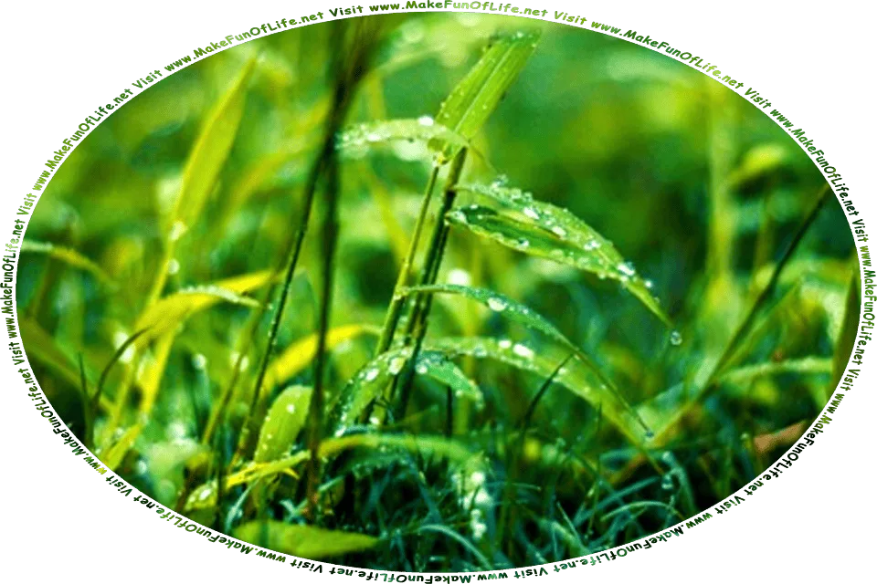 Picture of raindrops on the green leaves of grass plants, and the words, Visit www.MakeFunOfLife.net.