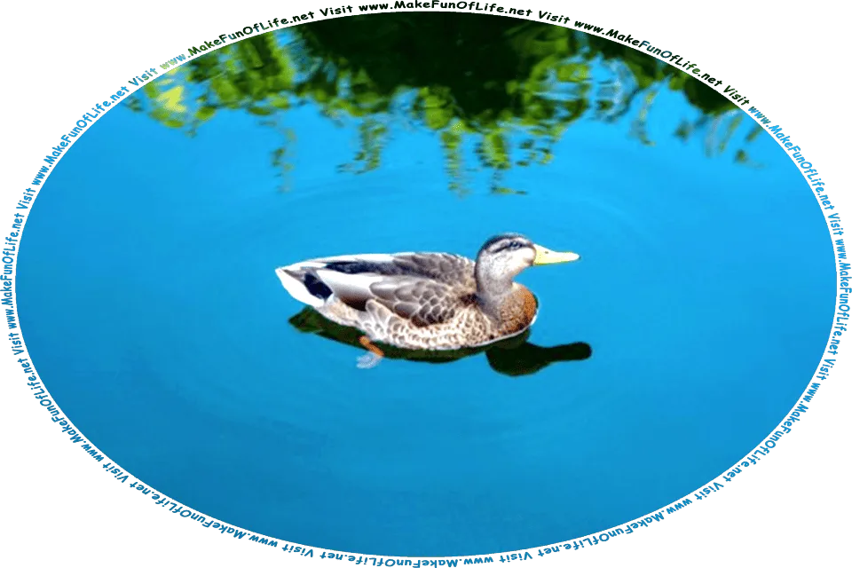 Picture of a duck swimming in a pond, and the words, Visit www.MakeFunOfLife.net.