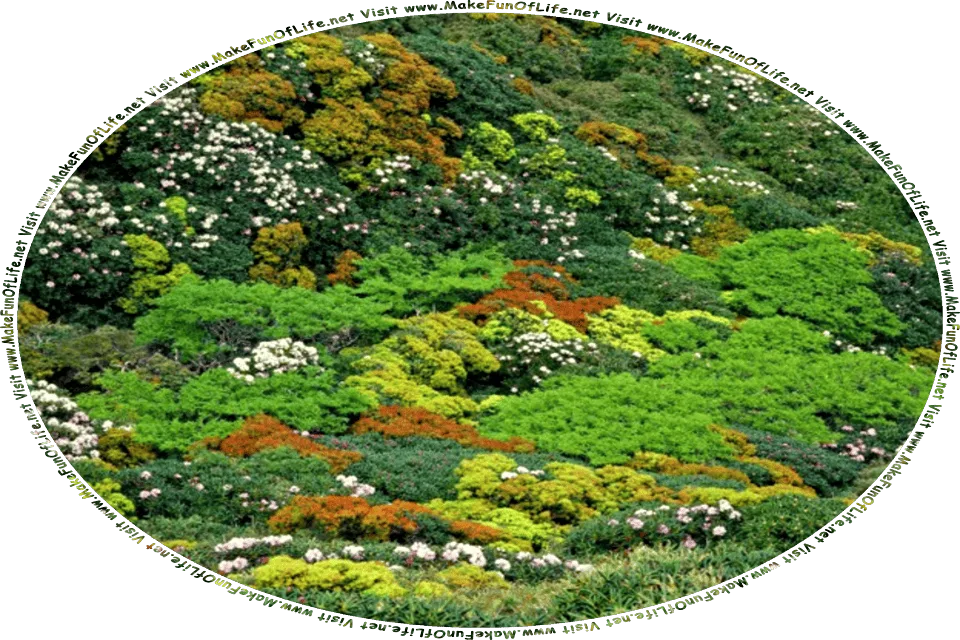 Picture of a hillside covered in various flowering plants with leaves in various shades of green and blossoms in whites, pinks, and reds, and the words, Visit www.MakeFunOfLife.net.