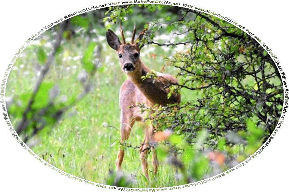 Picture of a deer with two small antlers and two large pointed ears, peering from behind a small green leafy tree, in a woodland meadow of green grass and flowering plants, and the words, Visit www.MakeFunOfLife.net.