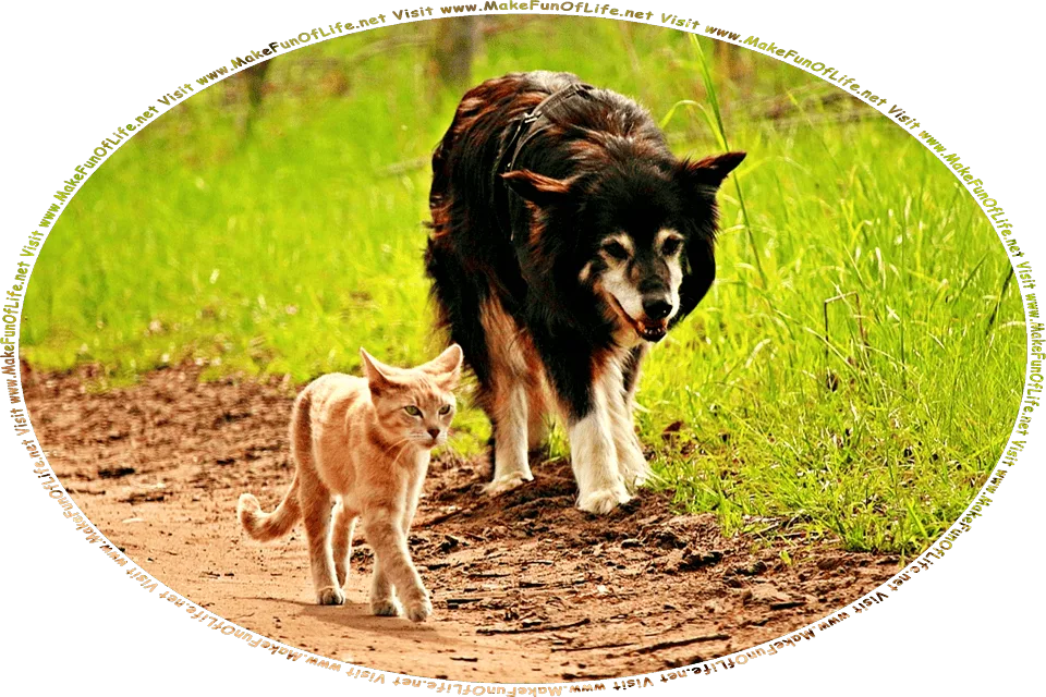 Picture of a cat and dog walking side by side on a dirt path bordered by green wild grass, and the words, Visit www.MakeFunOfLife.net.