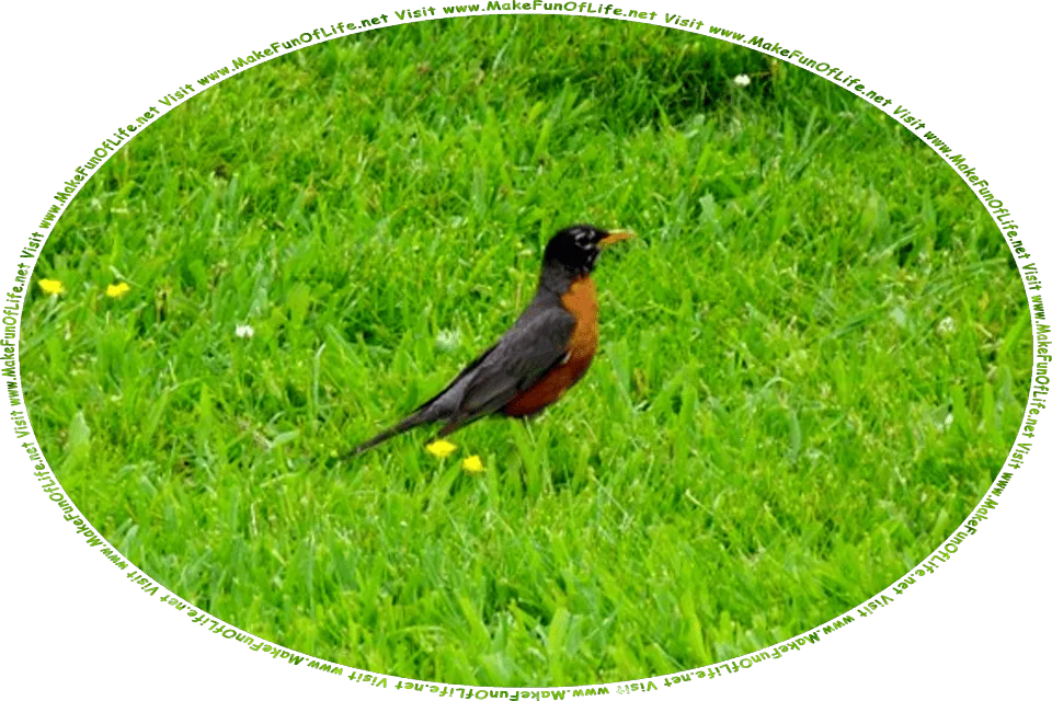 Picture of a North American Robin standing in a green grassy lawn, and the words, Visit www.MakeFunOfLife.net.